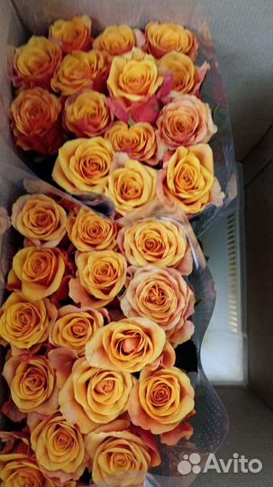 Розы российские