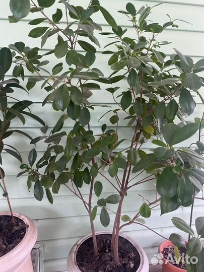 Фикус макламе