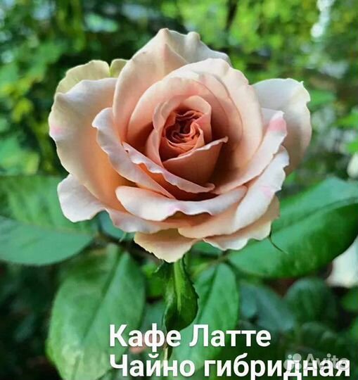 Редкие сорта роз