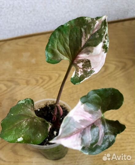 Сингониум клубничный лед galaxy, т25