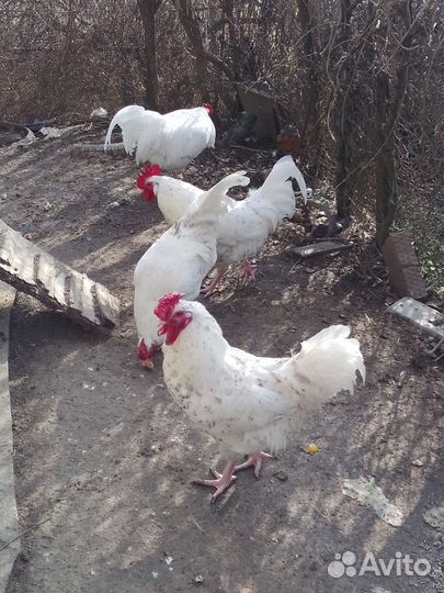 Петух Пушкинский 1.9 года