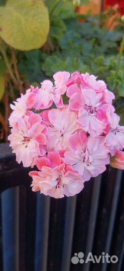 Пеларгония герань