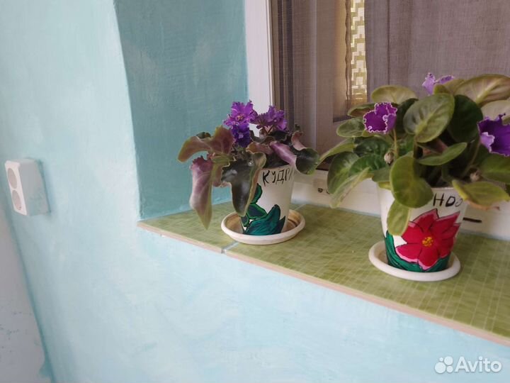 Фиалка в горшках