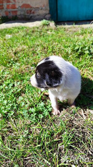 Собака девочка