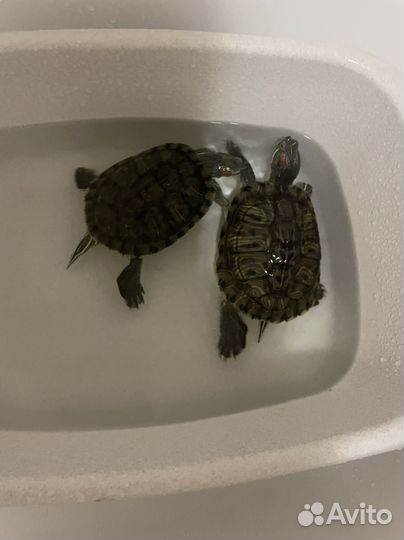 Черепаха