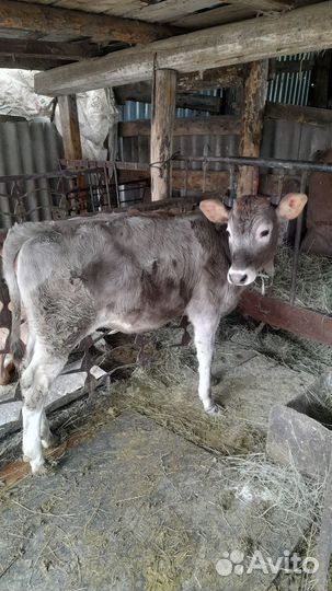 Бычки и телята от 2 месяцев