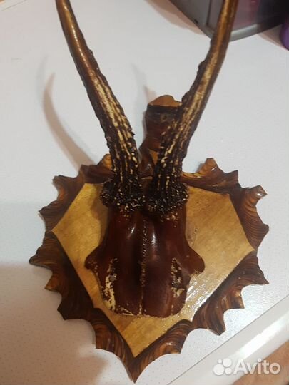 Рожки косули