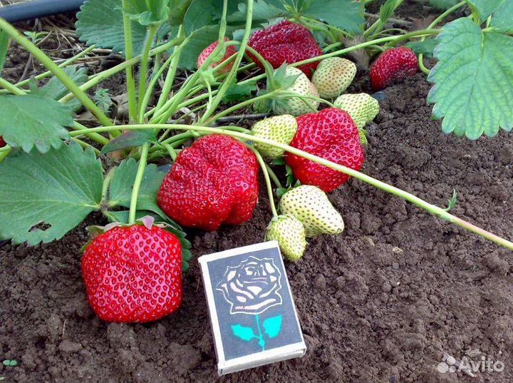 Клубника ремонтантная королева Елизавета 2