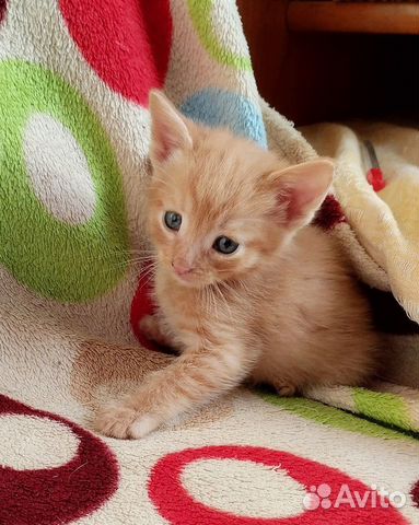 Рыжий котенок мальчик объявление продам