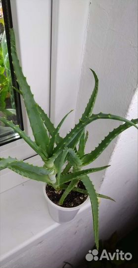 Комнатные растения Алоэ Сансевьерии