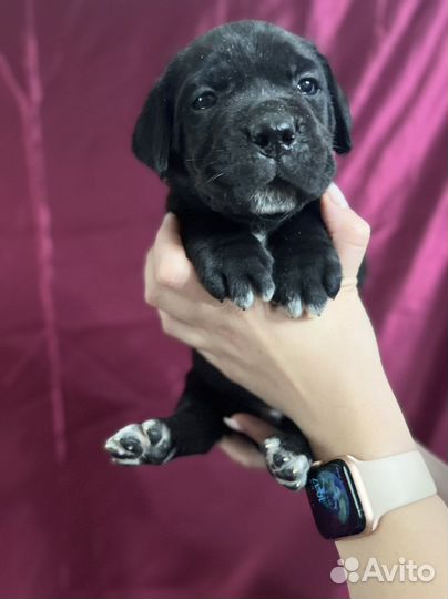 Щенки кане Корсо