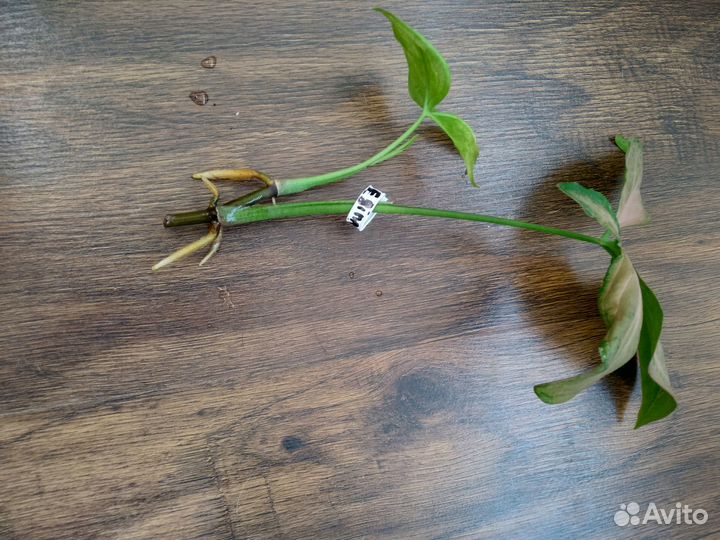 Сингониумы Imperial White, Regina red, Aaron brown