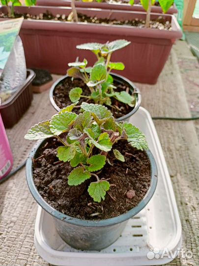 Лофант тибетский