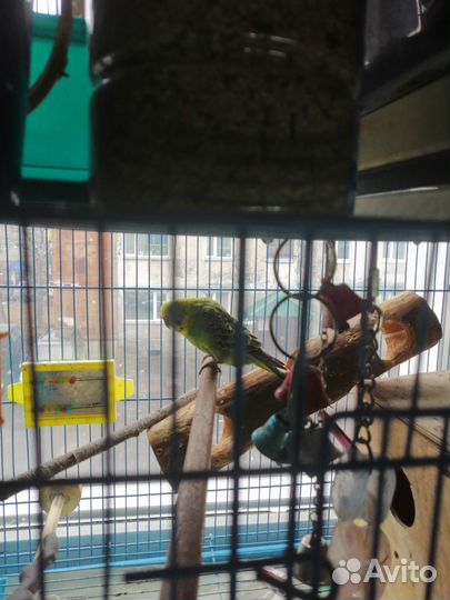 Волнистый попугай самка