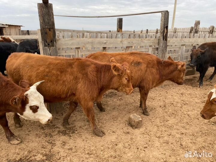 Нетели и коровы