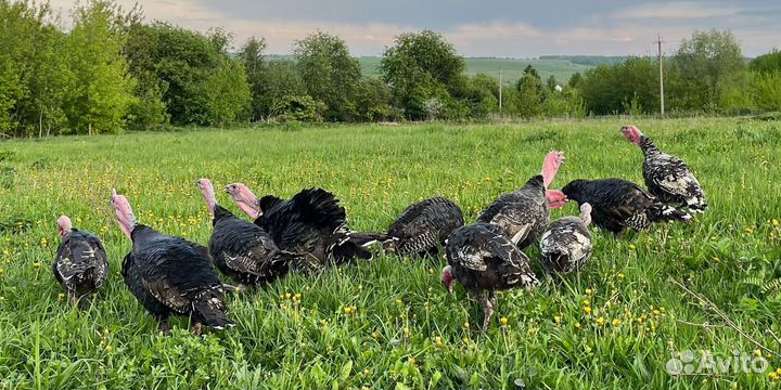 Индюшки молодые