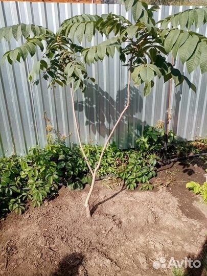 Саженцы орех маньчжурский, дубки