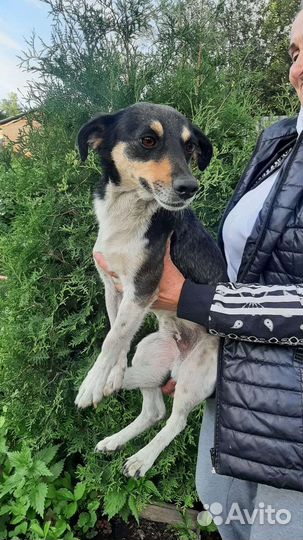 Собака в добрые руки