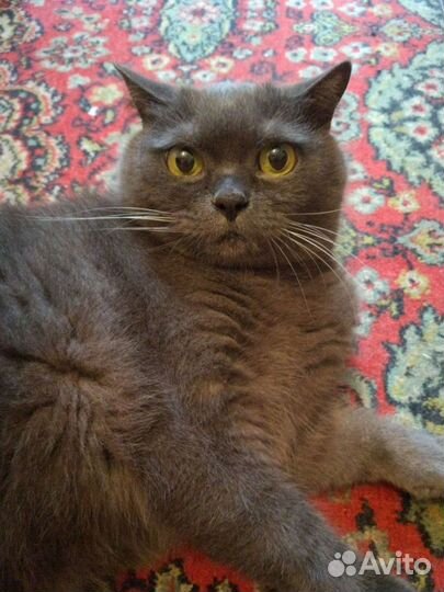 Британский кот