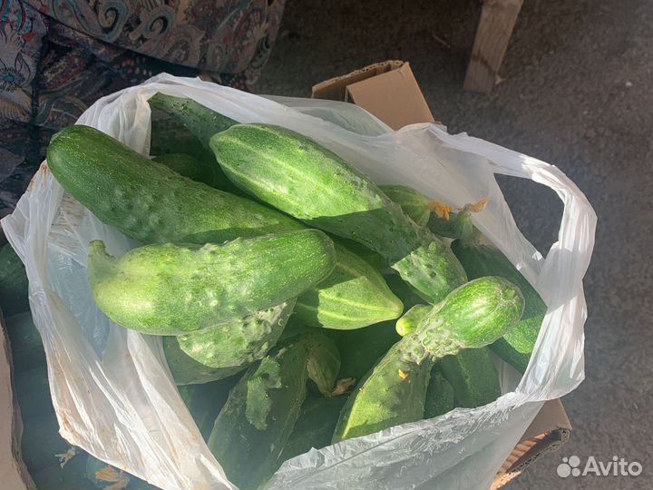 Огурцы домашние