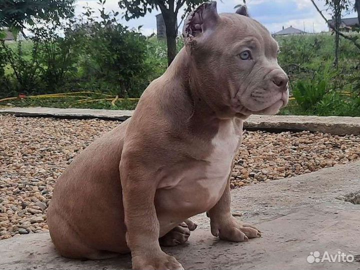 Американский булли щенки лил.мерль