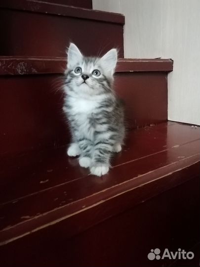 Котята в добрые рукиДва мальчика