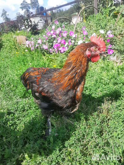 Петух маран