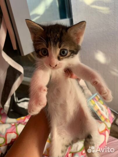 Котята в добрые руки даром