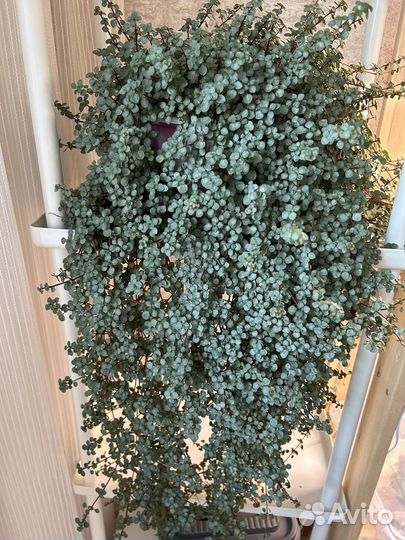 Пилея Ливанская и Депресса