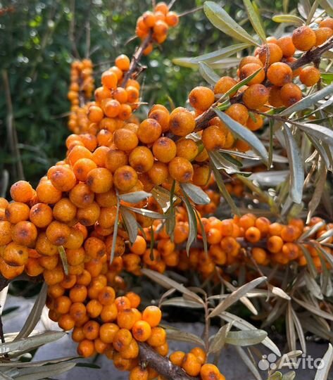 Брусника, 1л-500 с доставкой от 5 л. Облепиха 350