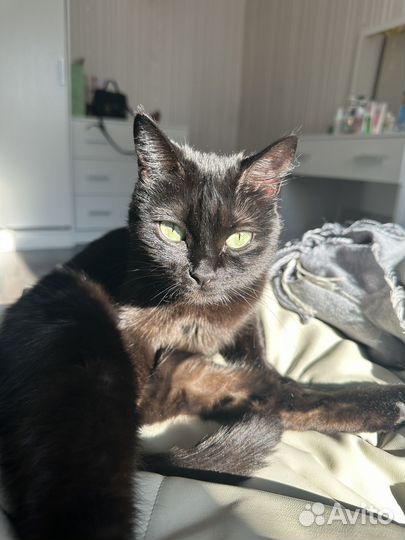 Отдам кота в добрые руки