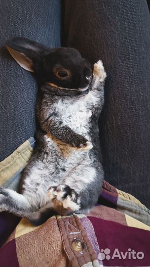 Крольчонок карликовый рекс