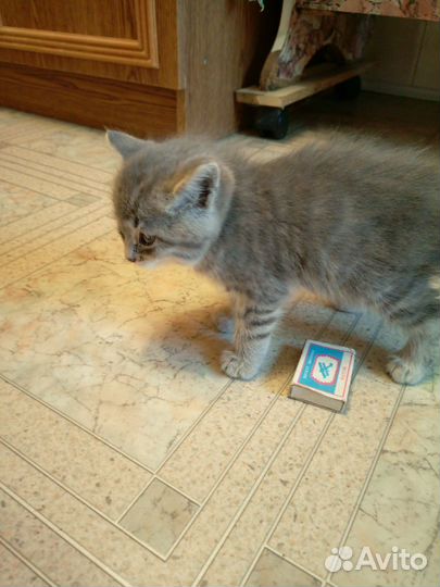 Котик серенький. Очень ласковый