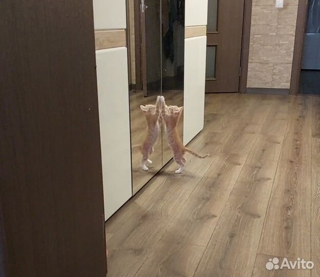 Котята в хорошие руки