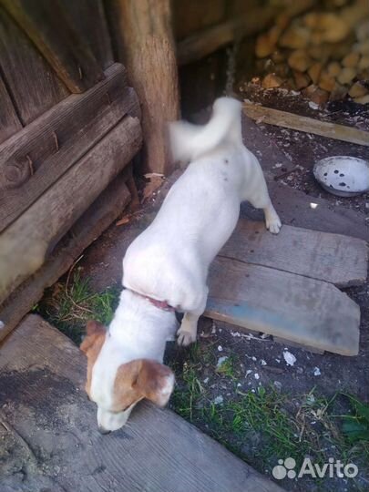 Джек Рассел терьер