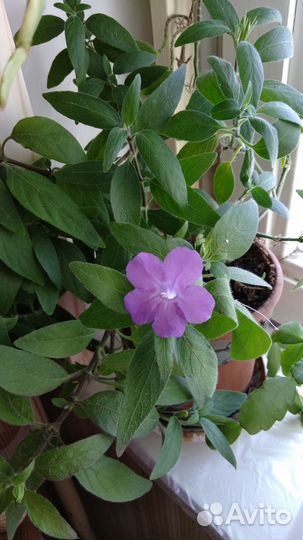 Семена руэллии