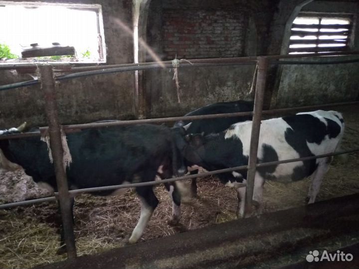 Бычки и телочки