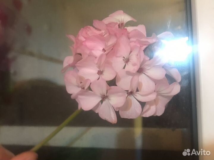 Пеларгония герань нежно розовая