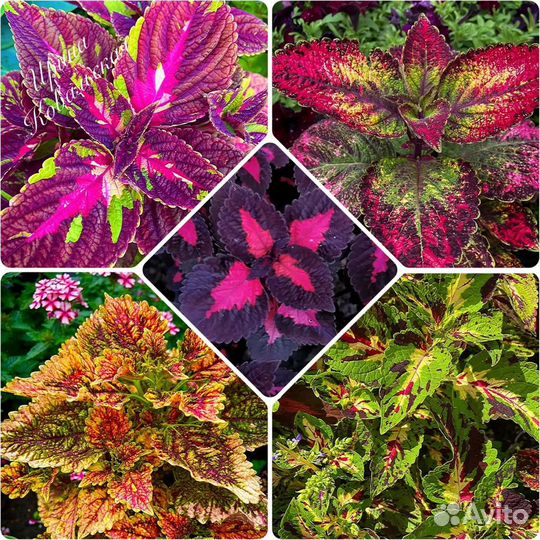 Срезы колеусов