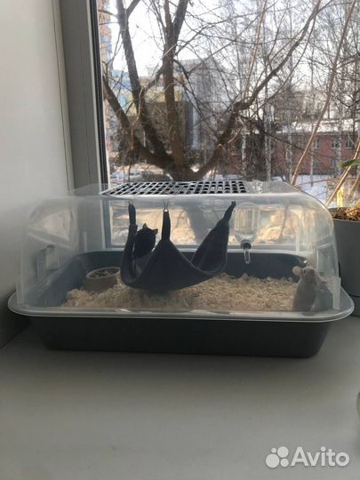 Мыши в добрые руки