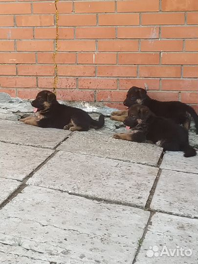 Немецкая овчарка