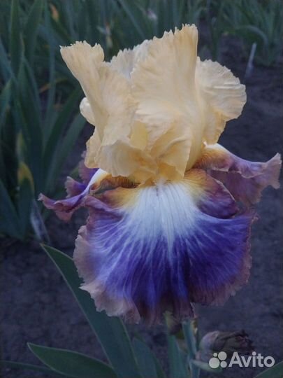 Ирисы сортовые высокие