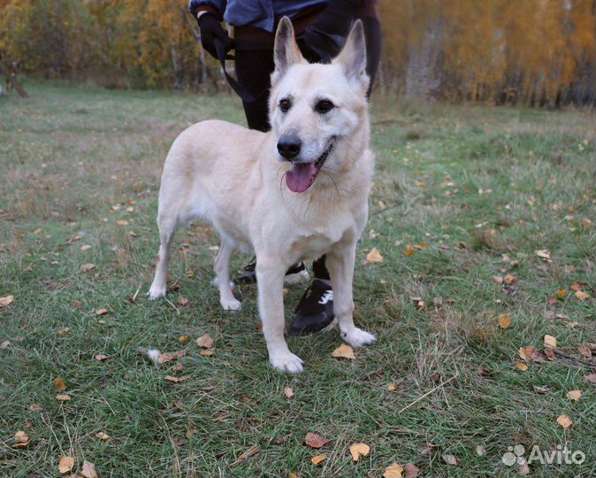 Балта может остаться без лапы