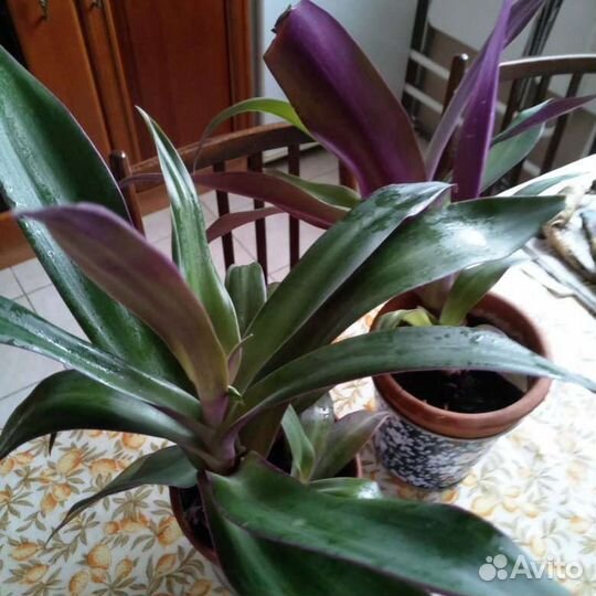 Традесканция рэо, ладья моисея