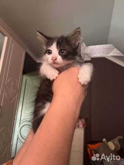 Котята в добрые руки бесплатно