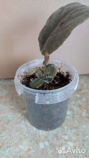 Сортовые фиалки