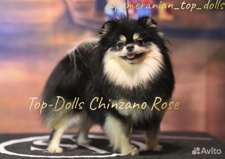 Шикарные черно-подпалые малыши