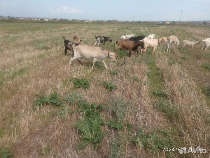 Козочки на мясо