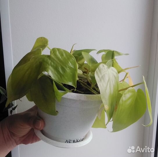 Филодендрон лазающий Скайденс Лайм в горшке 0,8 л