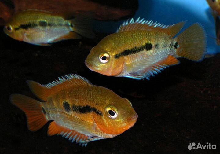 Аквариумные рыбки